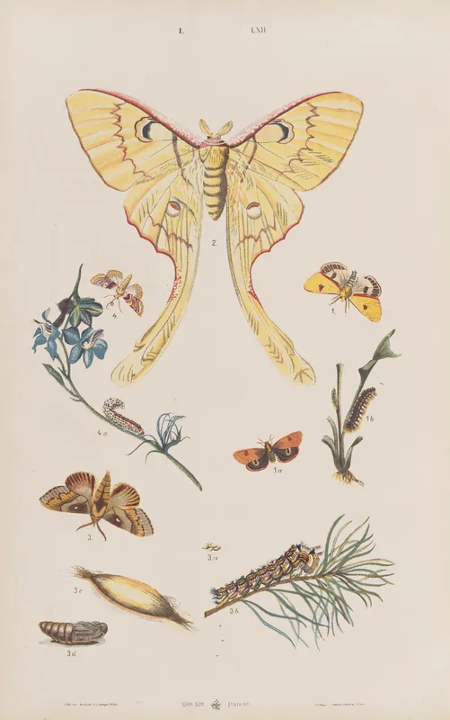 Wielki atlas do zoologii, botaniki i mineralogii Pl.062 (1887) by Gustav von Hayek